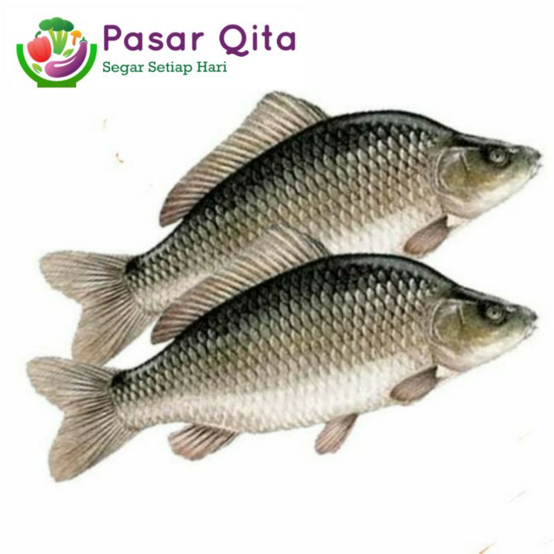 

Ikan Mas Segar - Per 500 Gram ( Pasar Qita )