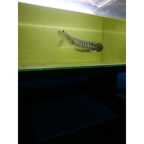 ikan hias chana maru yellow sentarum YS 20cm