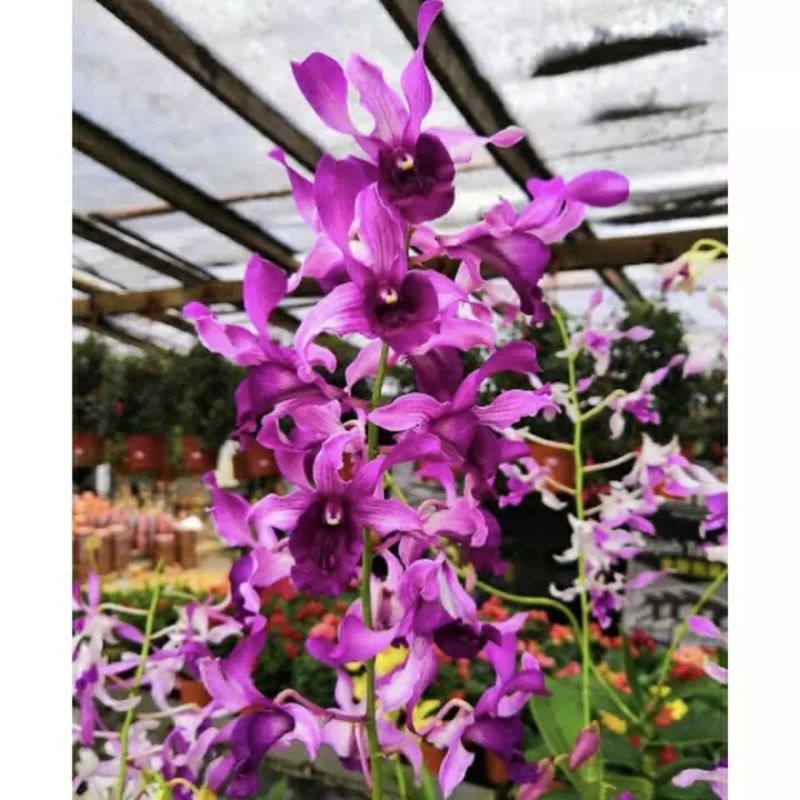 seedling Anggrek Dendrobium Kim Bora | Bunga Anggrek Hidup - Tanaman Hidup-Bunga Hidup Murah Gantung