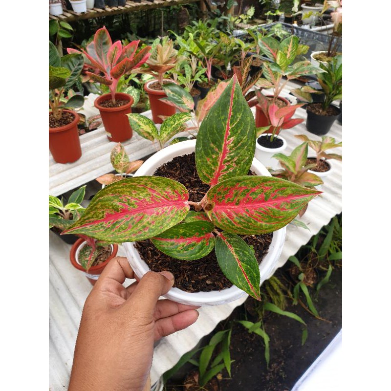 HOT FLAMING LADY RUMPUN 2