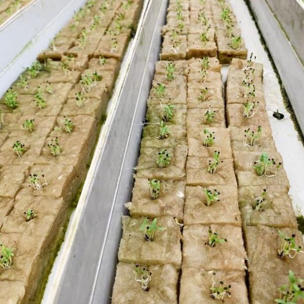 ℮ Nutrisi Hidroponik AB MIX Sayuran Daun ✽