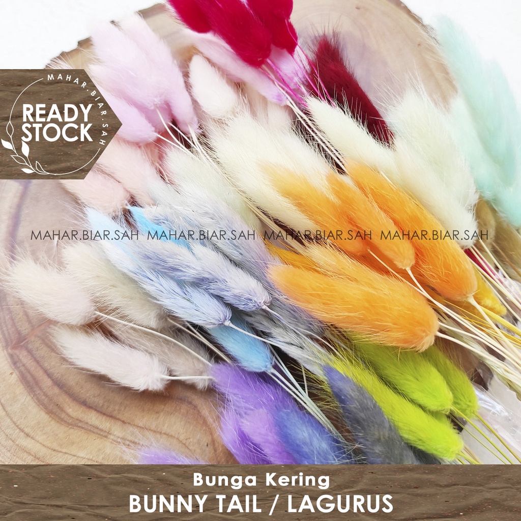 RS 5 Tangkai Bunny Tail / Lagurus / Bunga Kering / Dried Flowers / Lagurus Ovatus / Rabbit tail grass