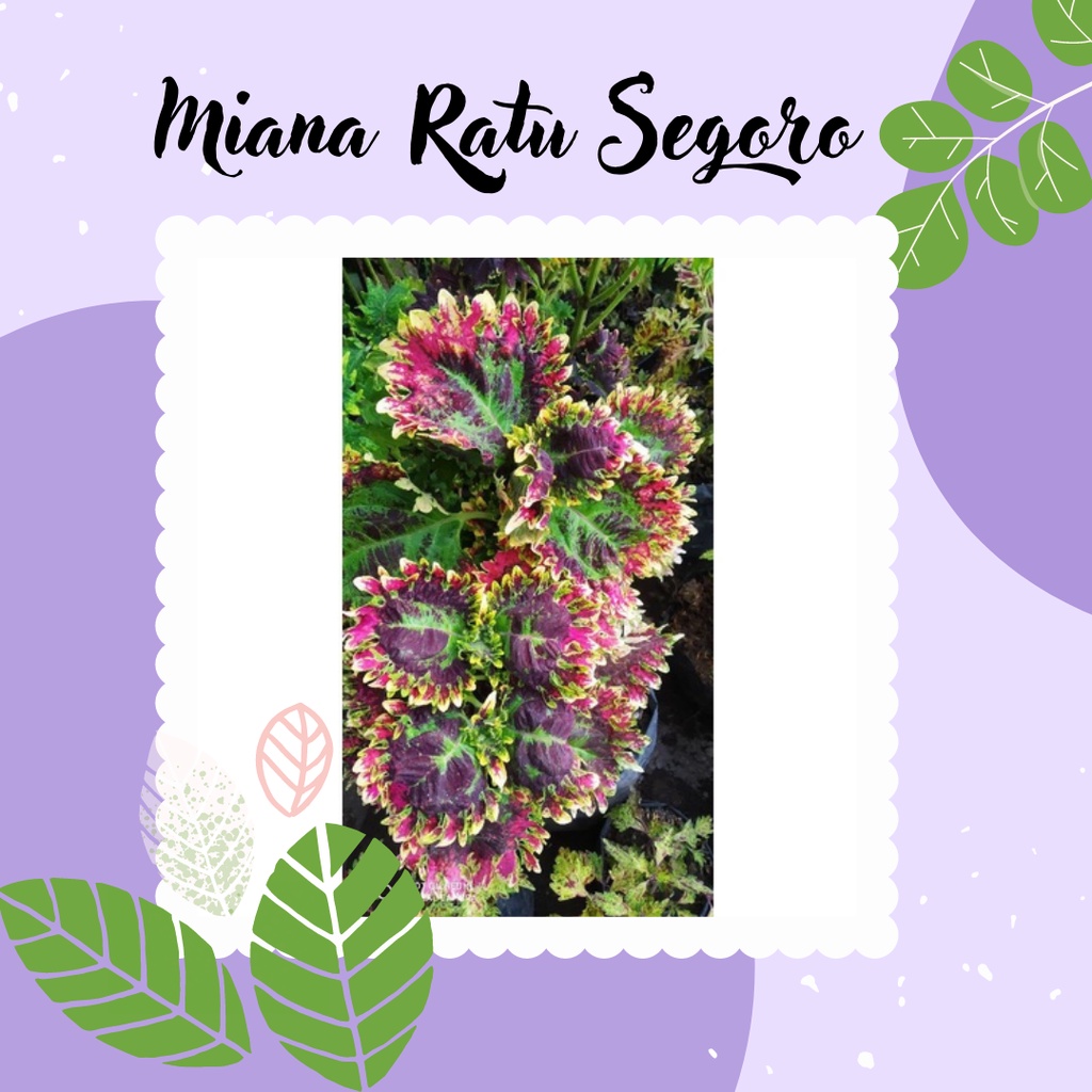 Miana Premium Tanaman Miana Ratu Segoro Miana Indonesia Miana Ratu Segoro