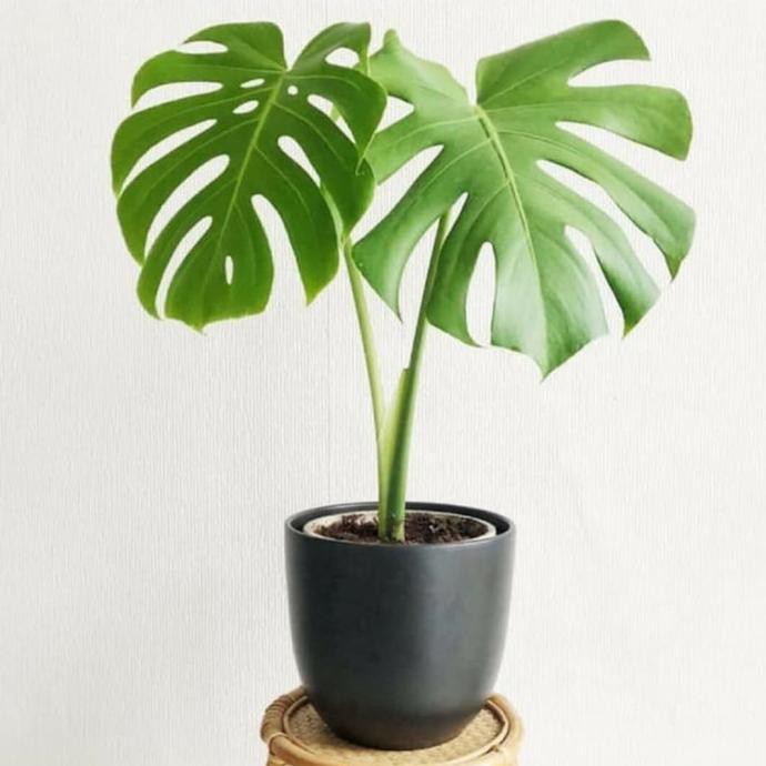Harga Termurah Tanaman Hias Monstera Monstera Deliciosa Shopee Indonesia