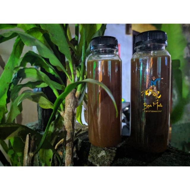 

Madu klanceng trigona laeviceps