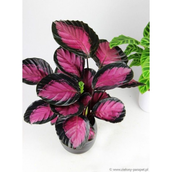 bonggol..calathea...crimson