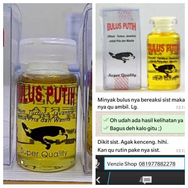 Minyak Bulus Putih