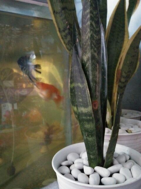 Tanaman Hias Sansevieria - Cylindrica - Sansevera - Sansivera - Sensivera