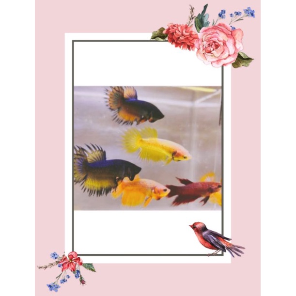 

paket 5 ekor crowtail betina