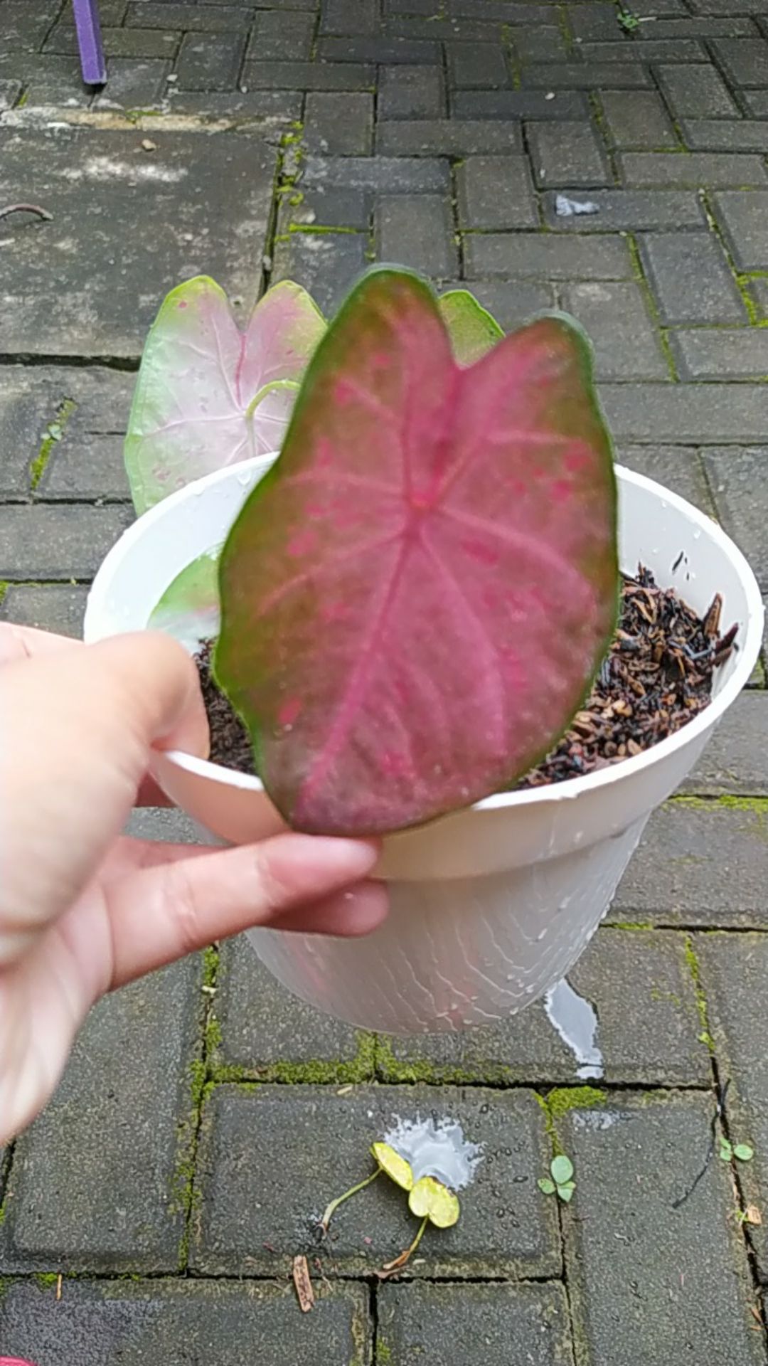 Keladi/caladium Sexy Pink