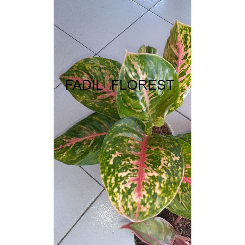 aglonema big papa baby SEED_AGLONEMA