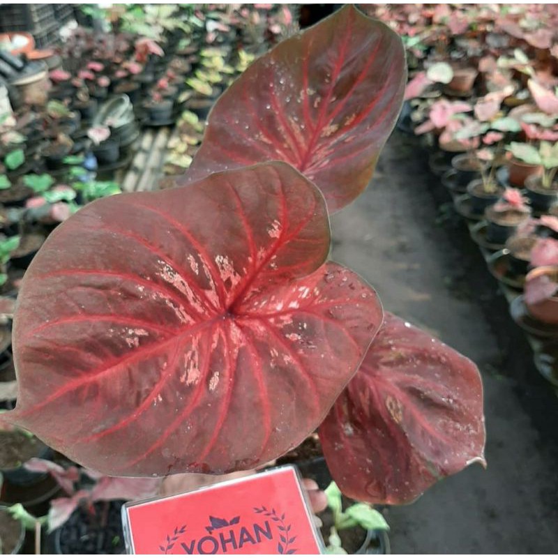 Caladium doreng/tanaman hias/caladium