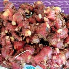 

Jahe Merah Cuci 1kg Super Segar
