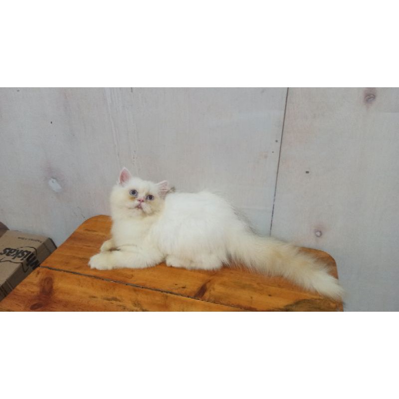 KITTEN FLATNOSE PERSIA PEAKNOSE EXO