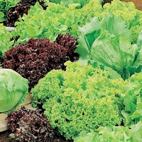 Benih Bibit Biji - Lettuce Headed Mixed Selada Campuran Seeds - IMPORT