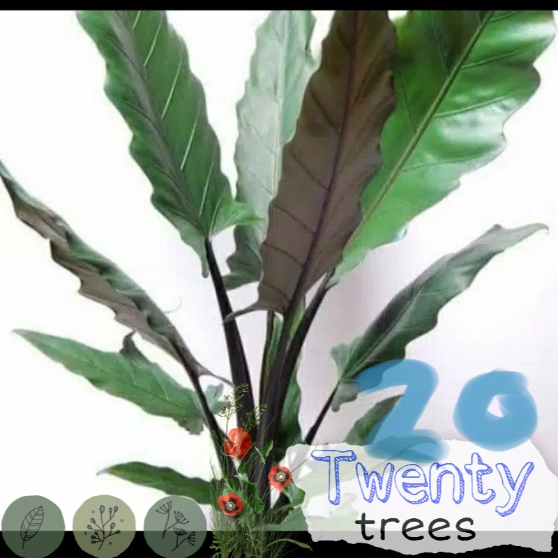 Tanaman hias keladi keris papua - keladi papua / Tanaman hias hidup / tanaman hias / tanaman gantung