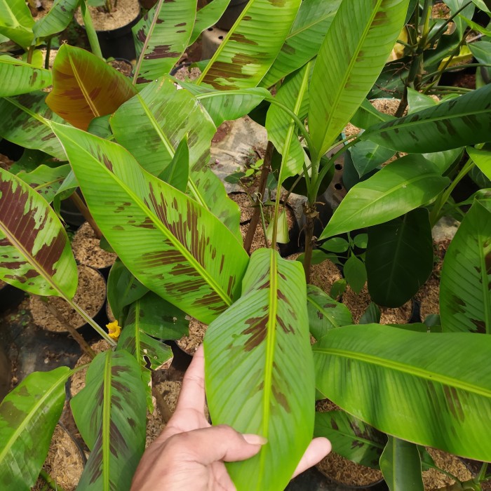 TANAMAN PISANG VARIGATA MERAH