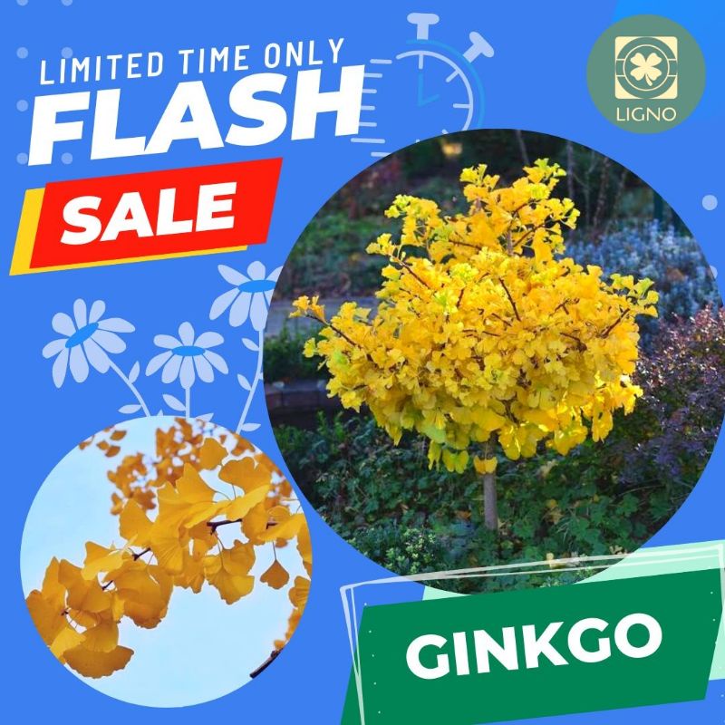 GINKGO BILOBA Benih Bibit Biji Pohon - Flash Sale