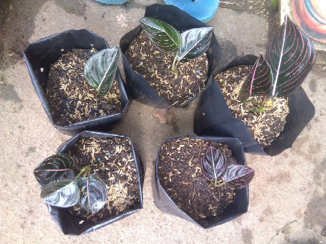 Aglonema Rotundum Aceh Bibit2-3daun Baby Minim Order 5plant