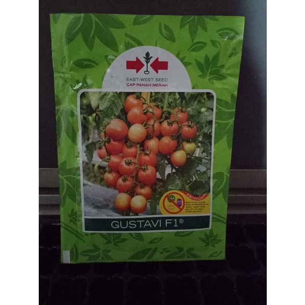 benih tomat gustavi f1