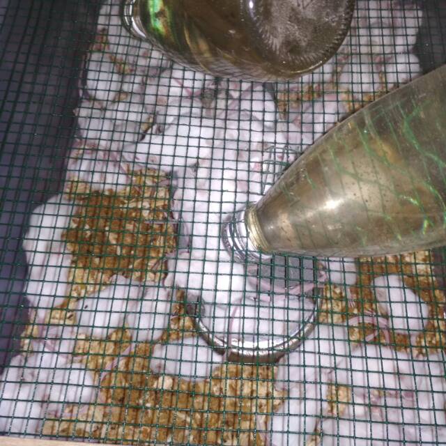 Tikus putih Mencit jumper