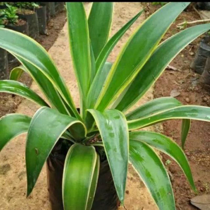 DIARY PETANI - Tanaman Hias Agave Raja