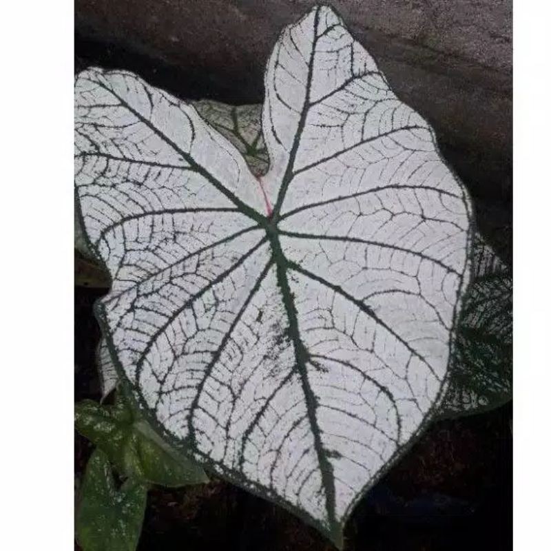 KELADI PUTIH/ KELADI SNOW WHITE / KELADI HIAS PUTIH