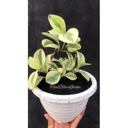 Peperomia variegata