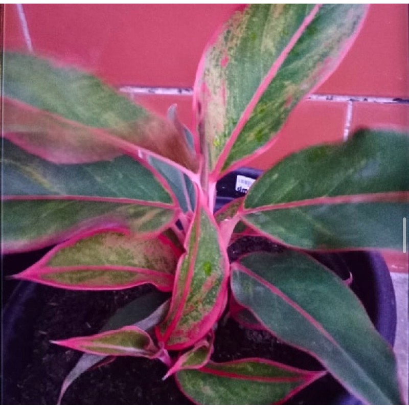 Tanaman hias aglonema lipstik Merah-aglaomema-Flor-tanaman hidup-bunga hidup murah-aglaonema lipstik