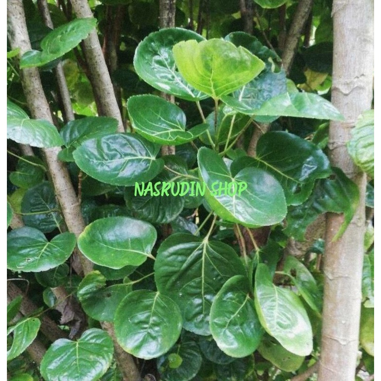 

DAUN MANGKOKAN | DAUN MAMANGKOKAN SEGAR LANGSUNG PETIK HERBAL ALAMI | DAUN PAPEDA | MANGKO MANGKO
