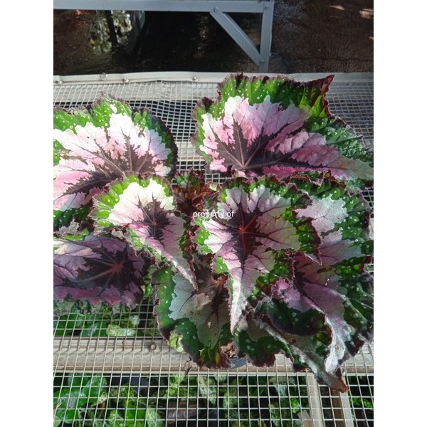 Tanaman Hias Begonia Rex Threecolours Indukan Daun Rimbun real pict