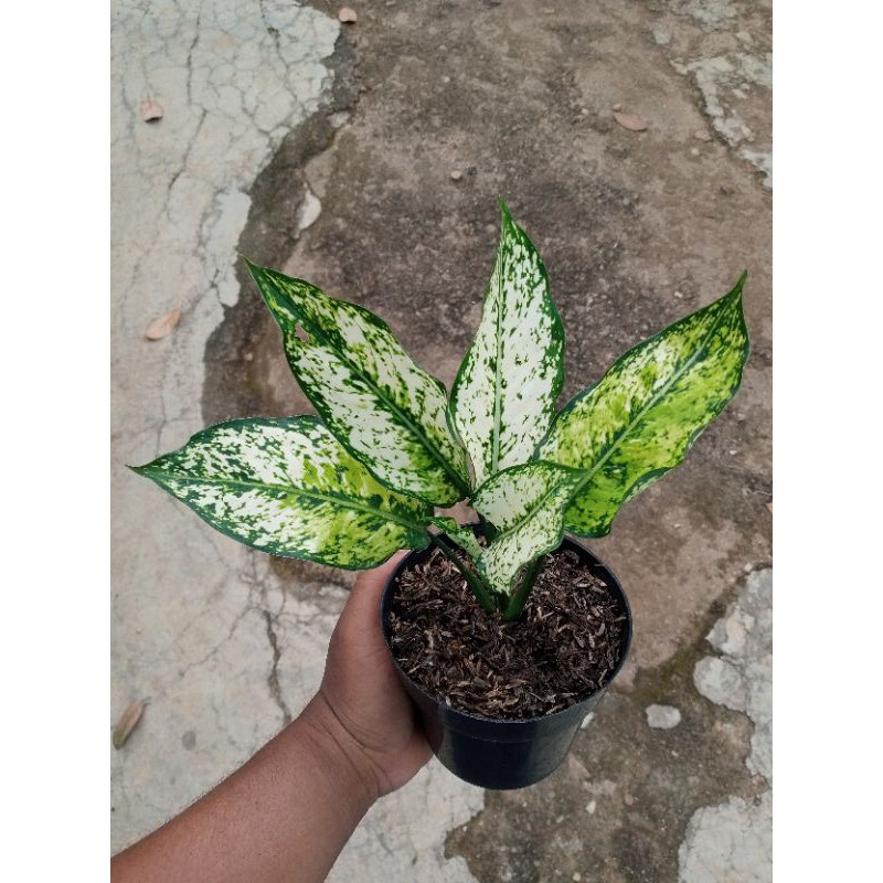 Aglonema Siam Paragon