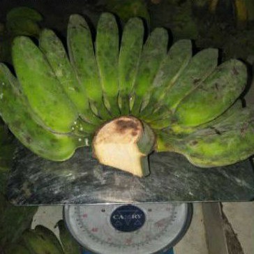 

pisang kepok per 1kg
