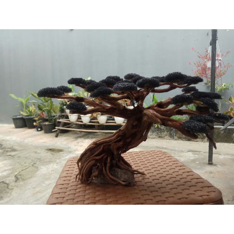Bonsai Aquascape Beringin