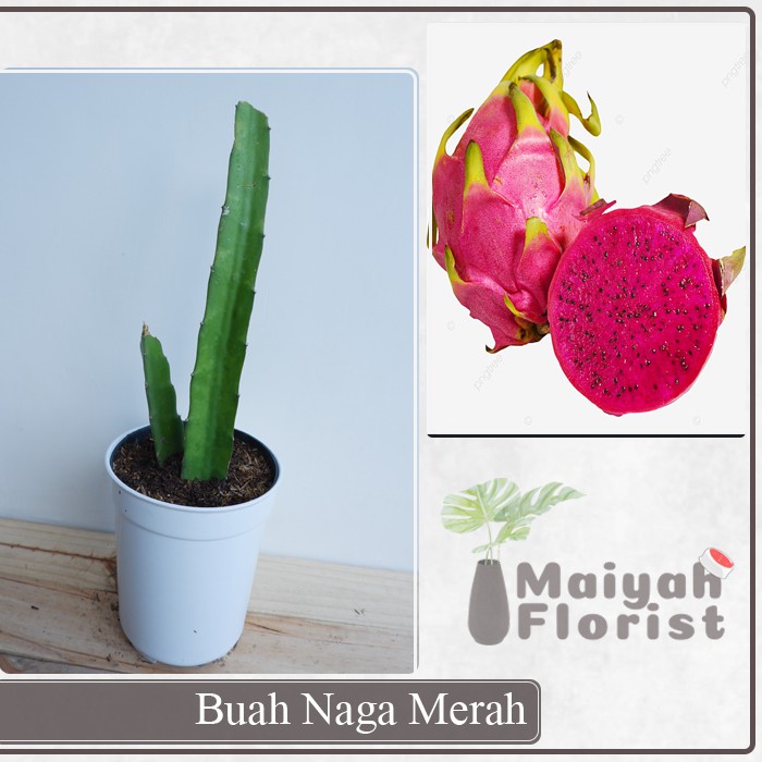 Buah Naga Merah - Tanaman Buah