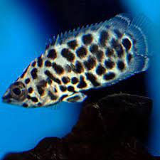 IKAN HIAS CTENOPOMA | CETONEPOMA | IKAN HIAS DAUN AQUASCAPE AQUARIUM