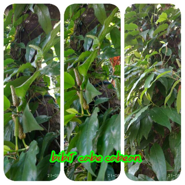 Bibit cabe cabean/ cabe jawa