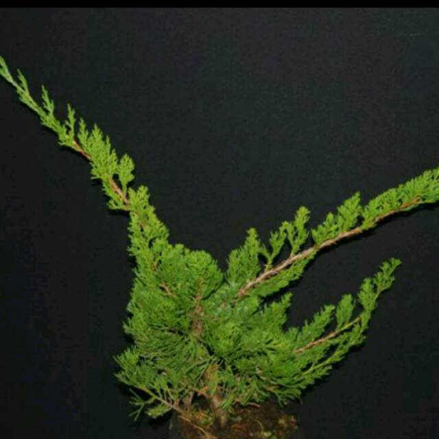 BIBIT POHON CEMARA BONSAI SINENSIS ASLI BAHAN BONSAI