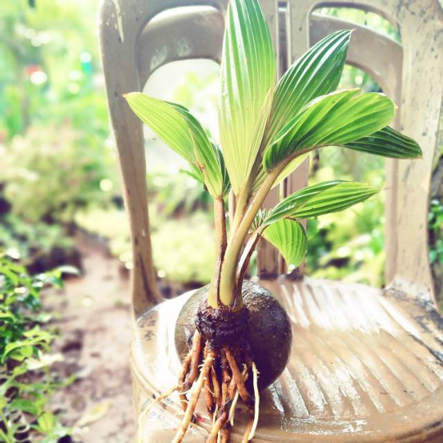 Bonsai kelapa kerdil