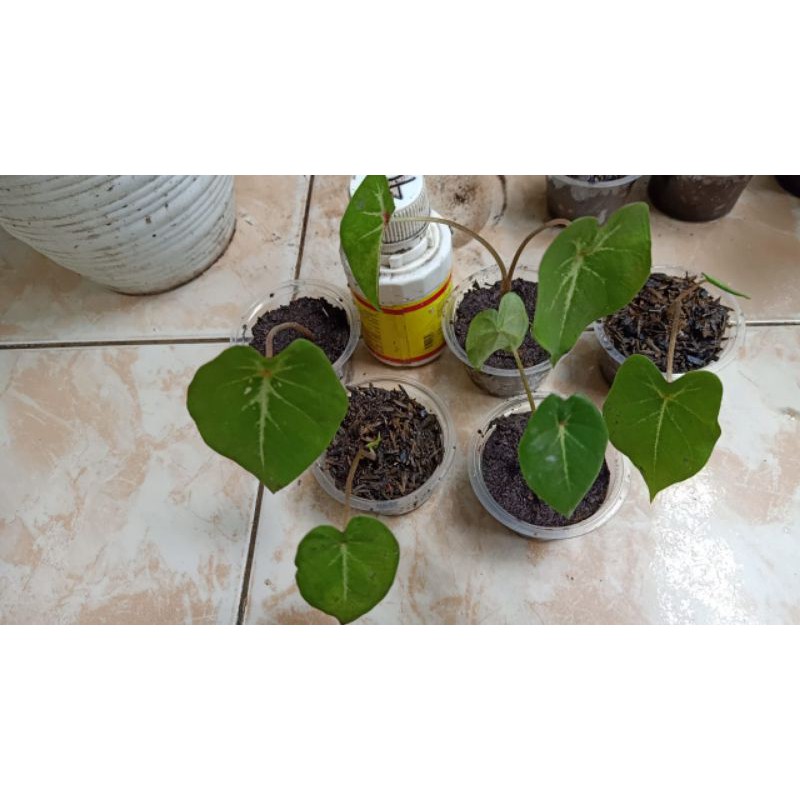 Size Anakan Keladi Pink Cloud (Tanpa Pot)