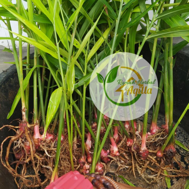 Bibit Jahe Merah Super Siap Tanam