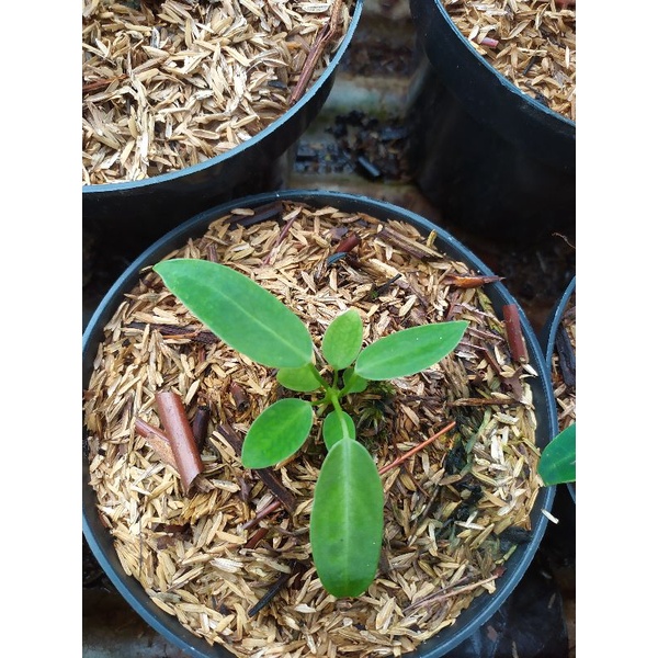 BABY ANTHURIUM LIDAH GAJAH ORIGINAL - ANTHURIUM WAROCQUEANUM BABY TERMURAH