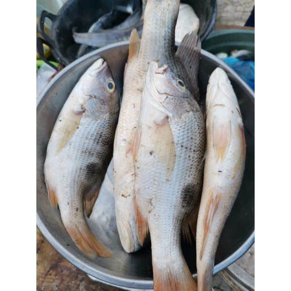

Ikan Kakap Putih segar