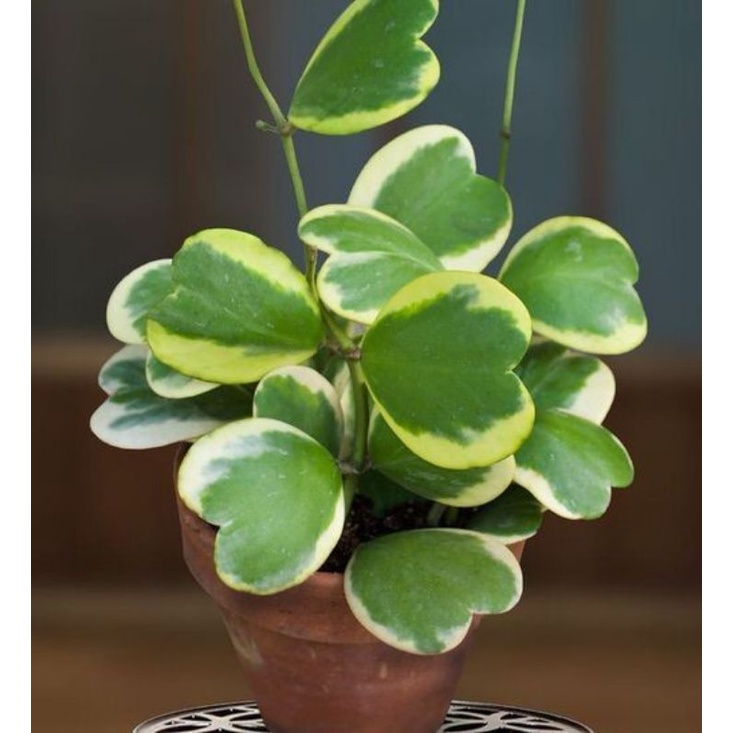 hoya kerii varigata bagus | hoya love | sukulen hoya