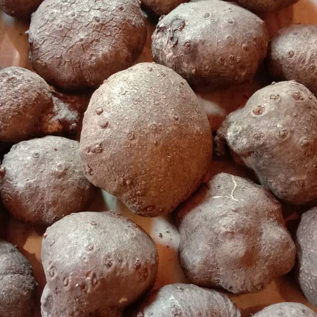 Katak Porang super..