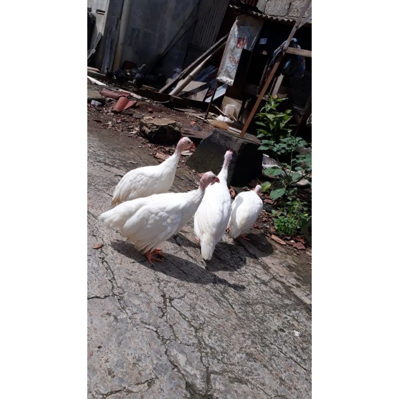 Sepasang ayam mutiara Albino