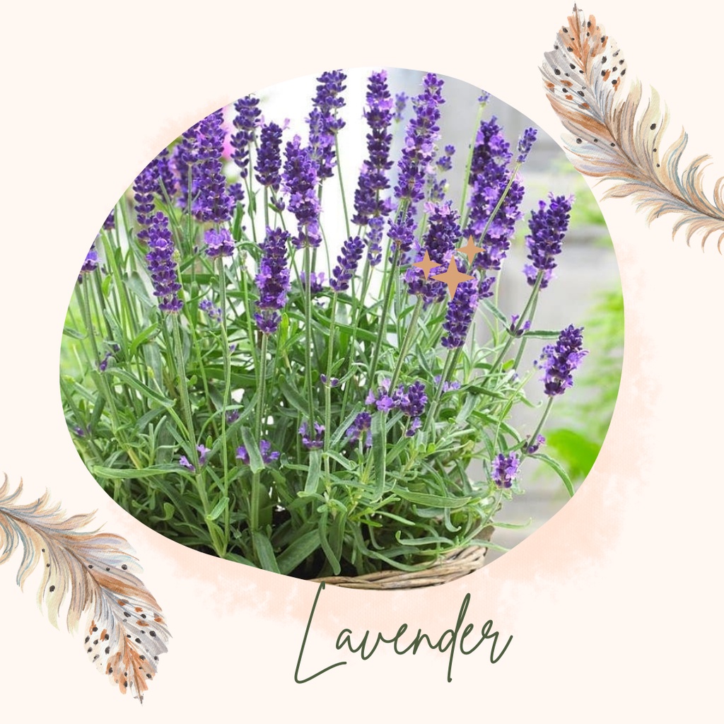 Tanaman Hias Lavender Pengusir Nyamuk Bunga Lavender Pengusir Nyamuk Lavender Ungu