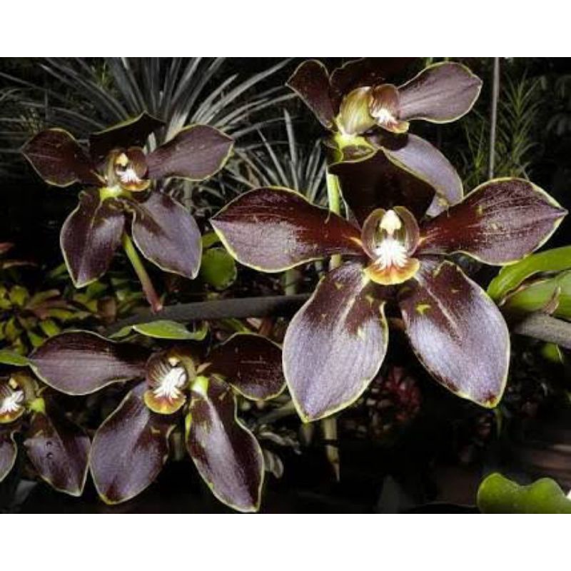 Bunga hias anggrek Grammatophyllum martae dewasa siap bunga