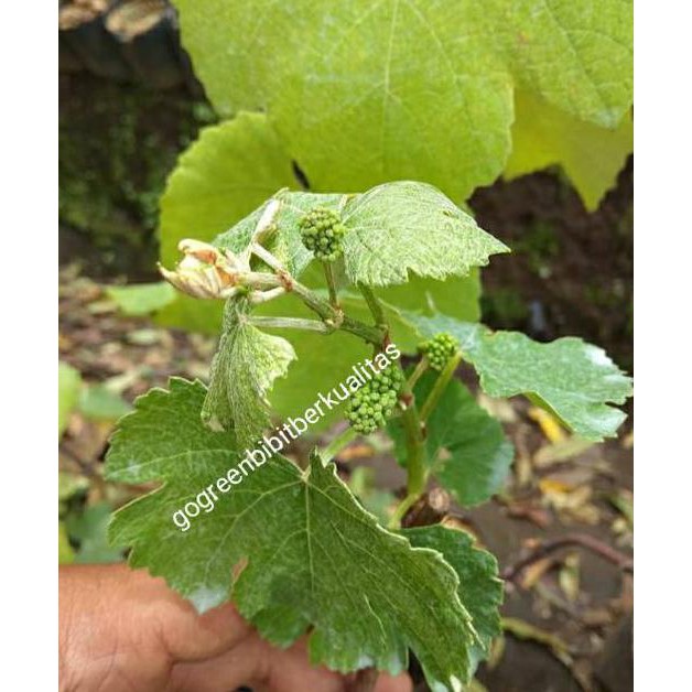 Ny@R Bibit Jeruk Nagami / Pohon Jeruk Nagami / Tanaman Jeruk Nagami