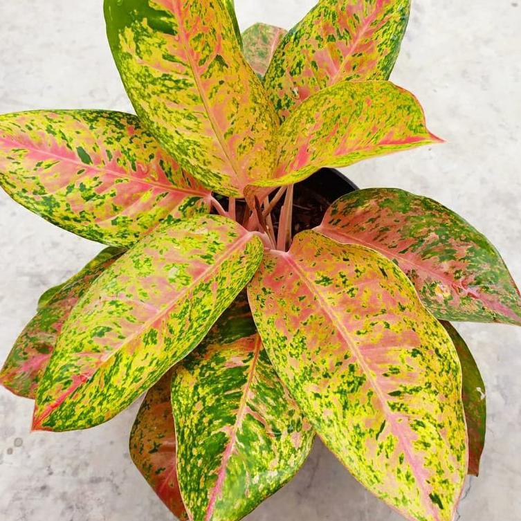 8KE Aglaonema Big roy Merah Mutasi ( Tanaman Hias Aglonema bigroy merah  ) H16I